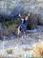 Texas Trophy Deer Lease